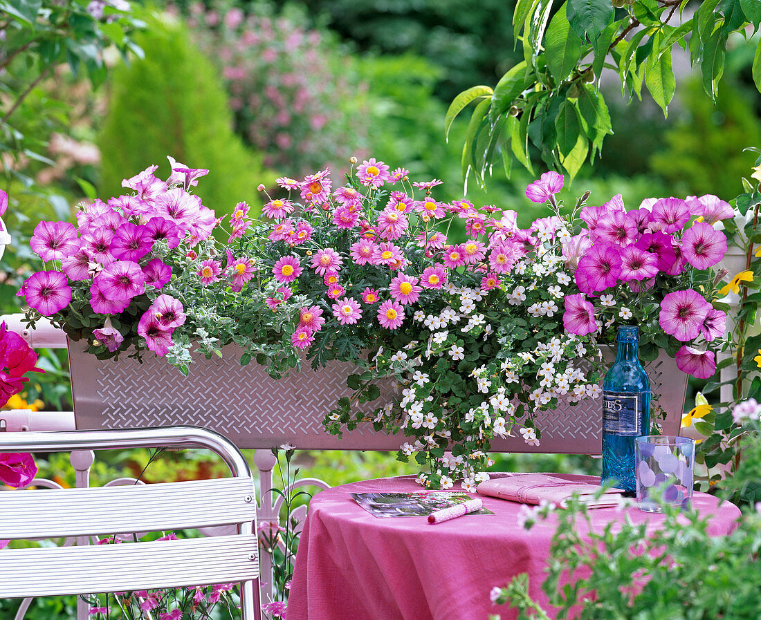 Argyranthemum (pink daisy), Bacopa (snowflake)