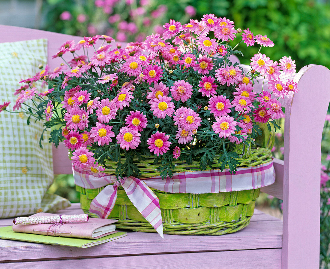 Argyranthemum (rosa Margeriten) im hellgrünen Korb