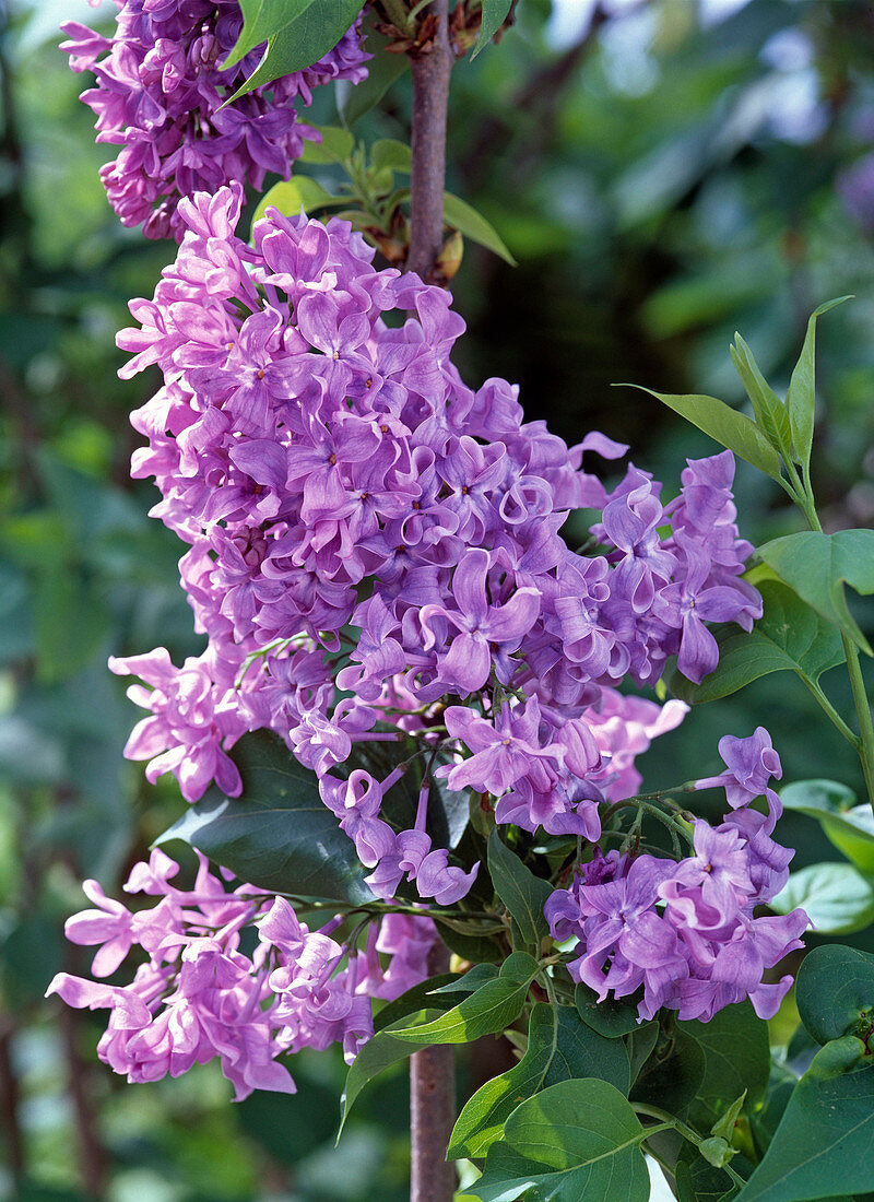 Syringa vulgaris 'Mrs Edward Harding' (hellila Flieder)