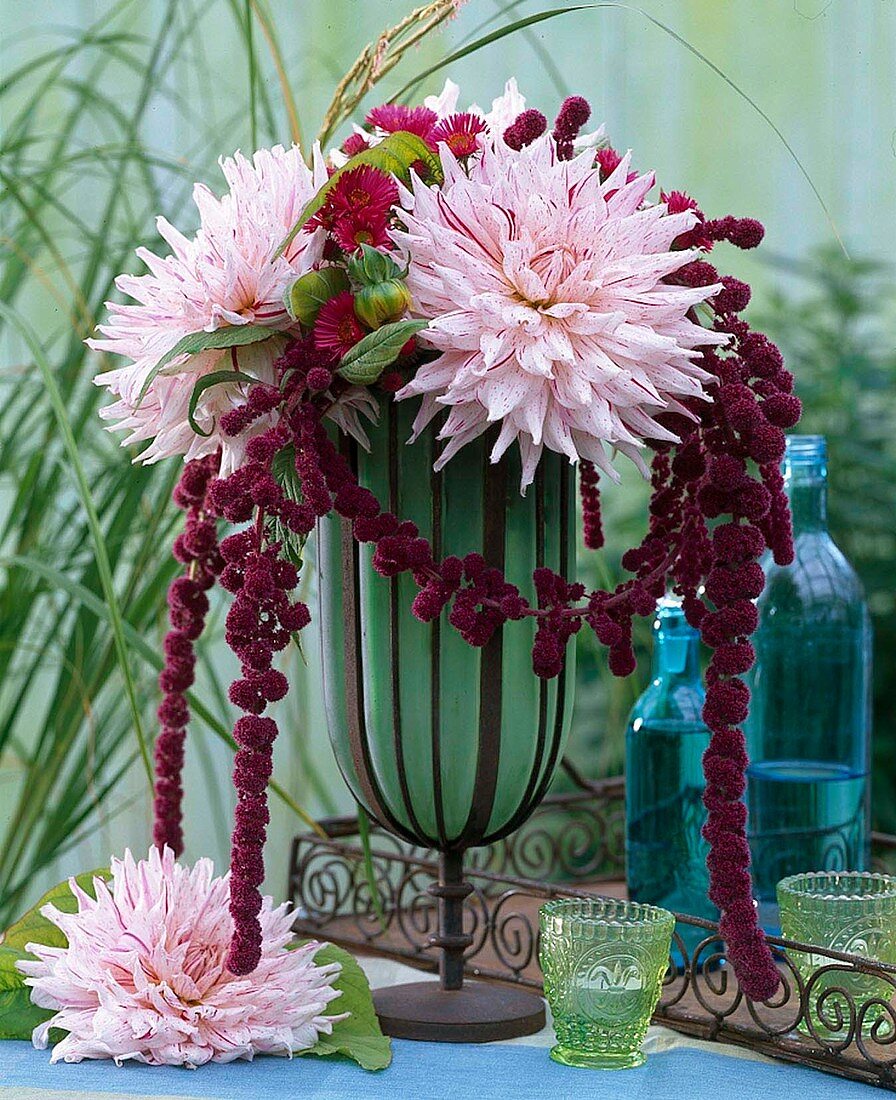 Dahlia 'Peppermint' (Dahlias), Amaranthus (Foxtail)