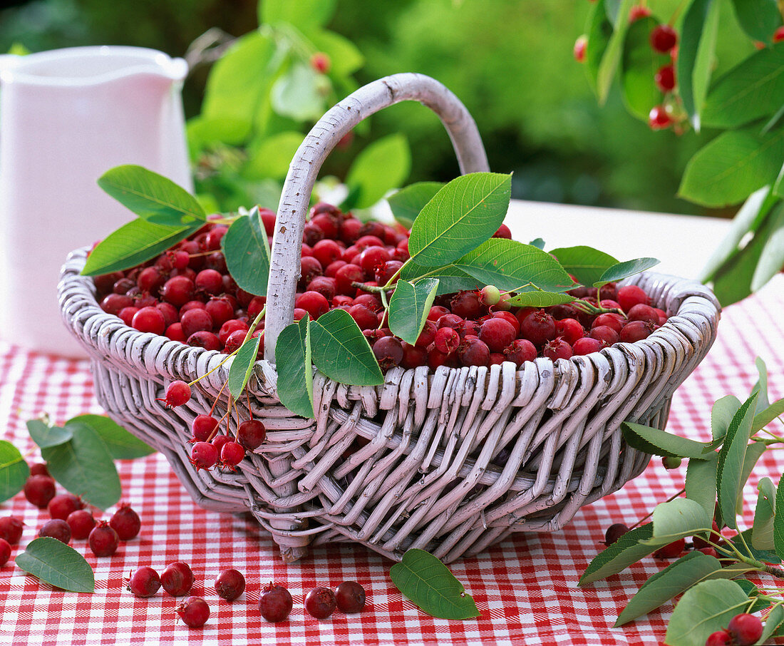 Basket with berries of Amelanchier (rock pear), leaves