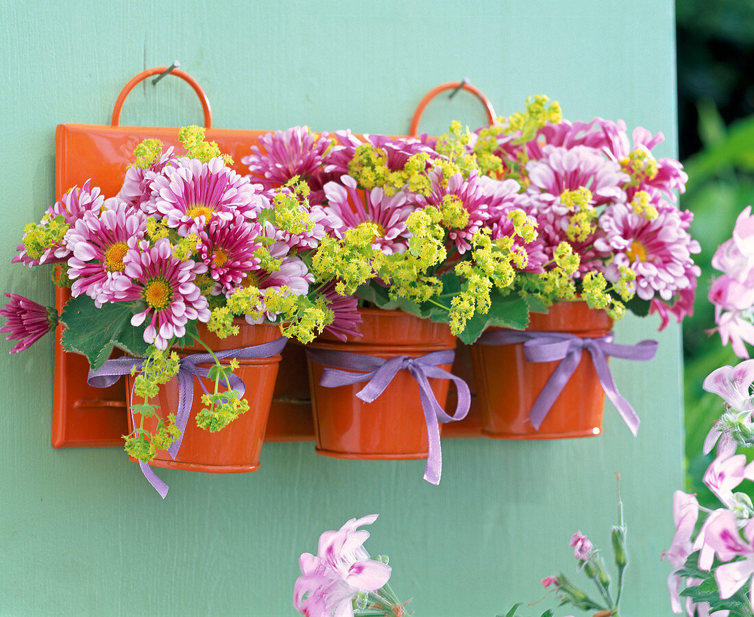 Rosa Blüten von Argyranthemum (Margeriten) und Alchemilla (Frauenmantel)