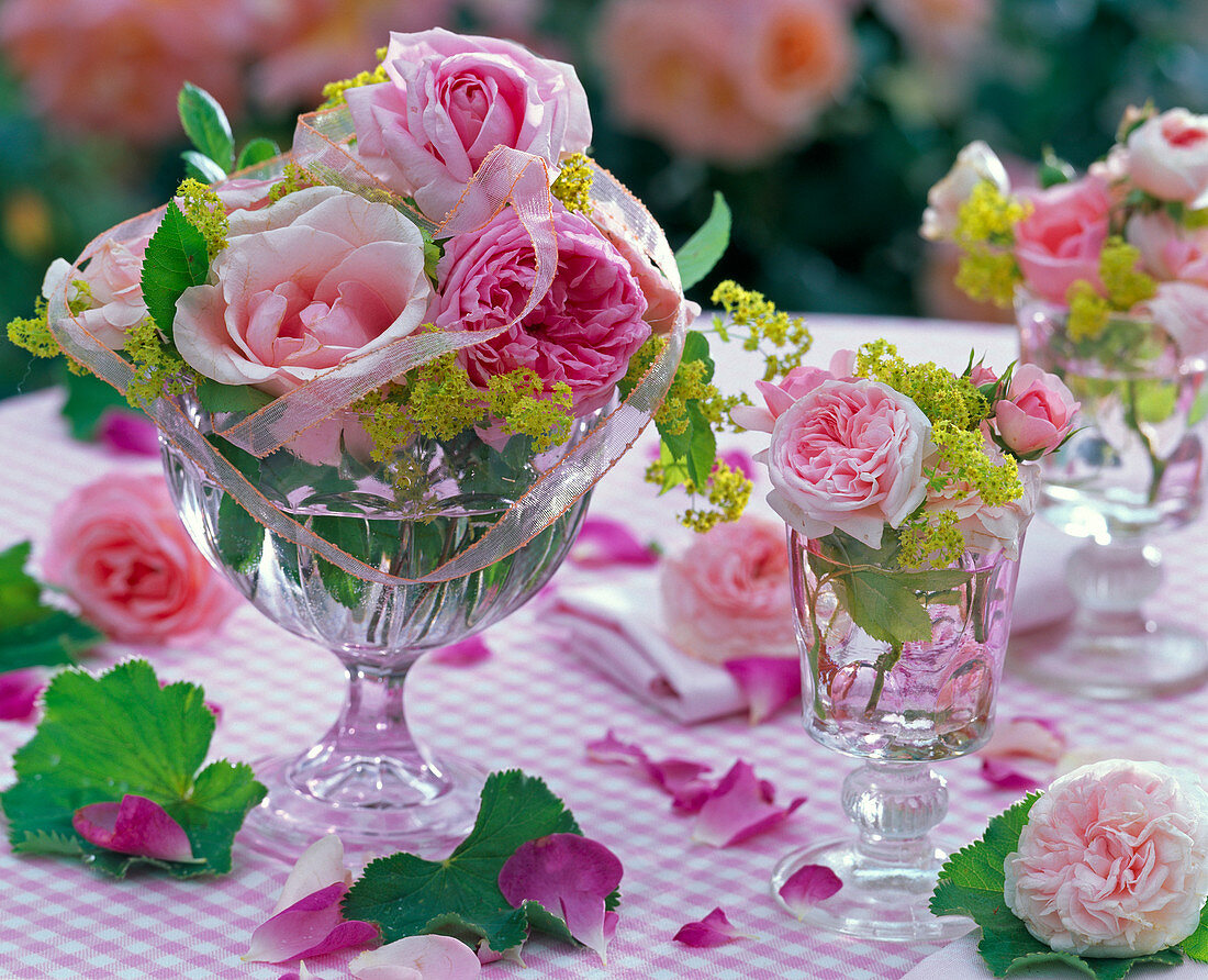 Rose with flowers and leaves of Alchemilla