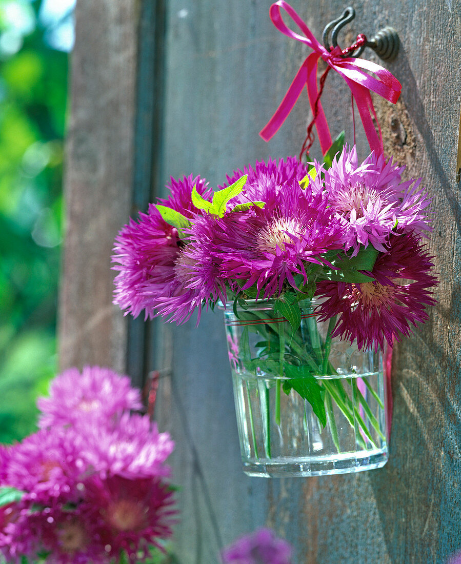 Small Centaurea Dealbata (Knapweed) bouquet in glass