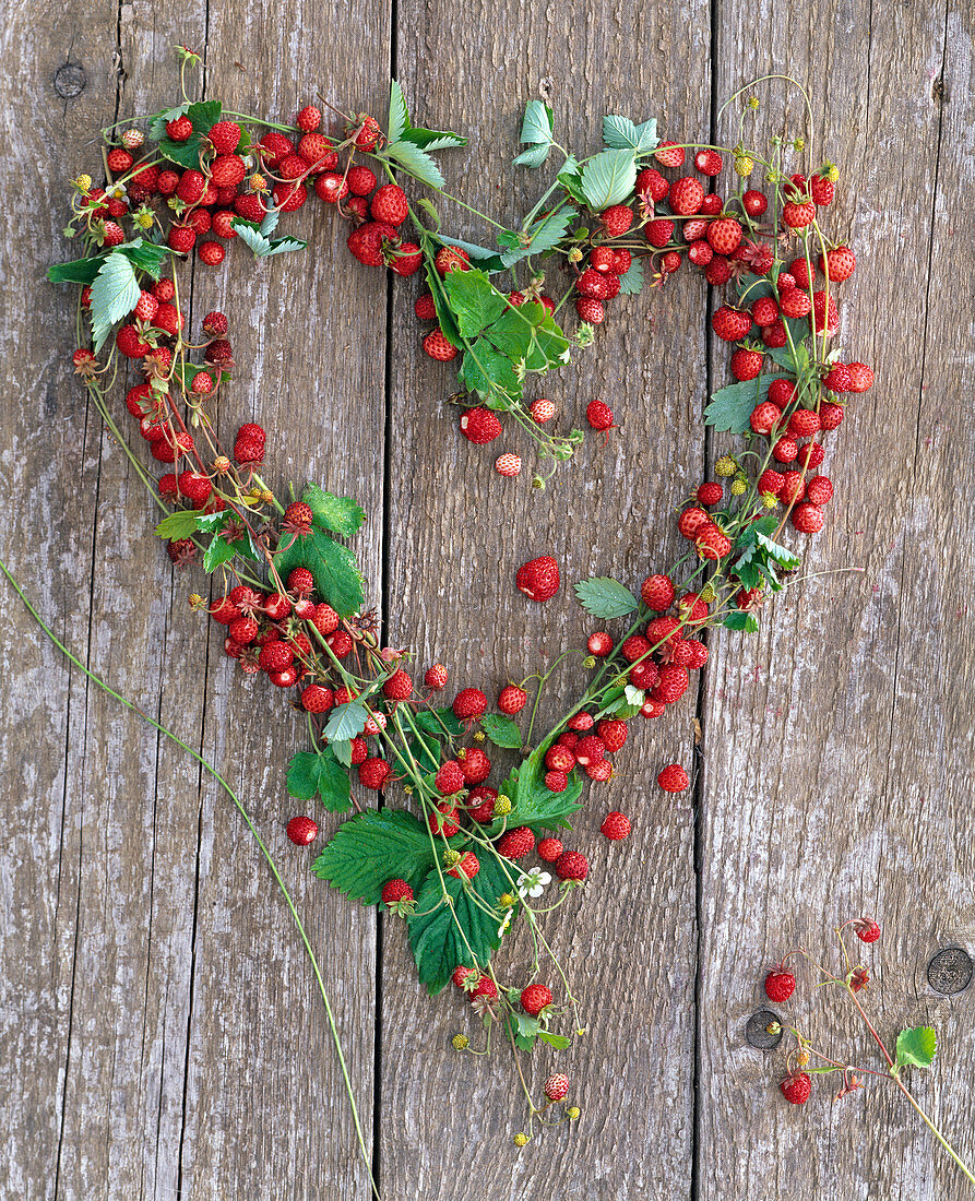 Heart made of tendrils of Fragaria (wild strawberries) placed on wooden wall