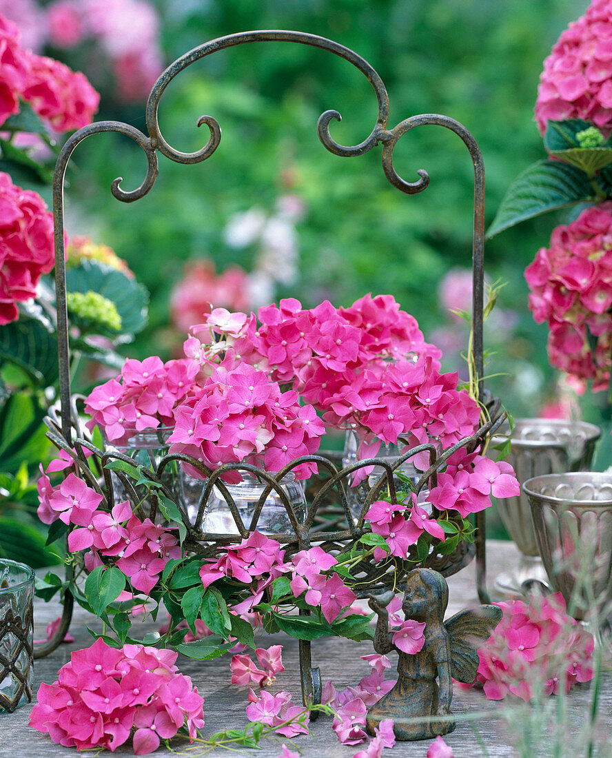 Hydrangea (hydrangea, pink) in iron basket with rust look, tendril of clematis