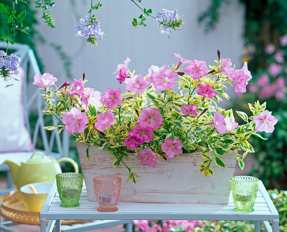 Petunia Sylvana 'Soft Rose Variegated' in white wooden box