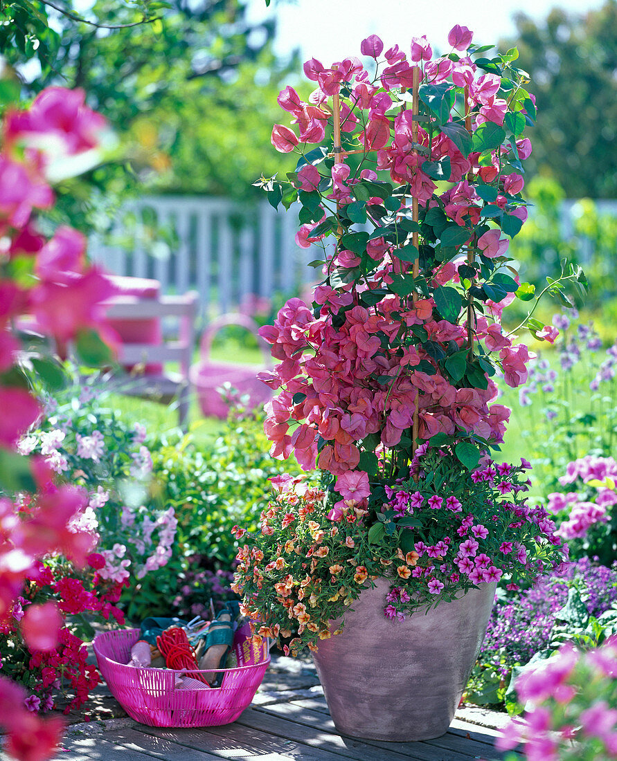 Rosablühende Bougainvillea unterpflanzt mit Calibrachoa