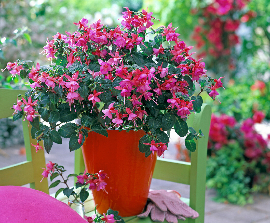 Fuchsia 'Beacon red-blue' (fuchsia) in red planter