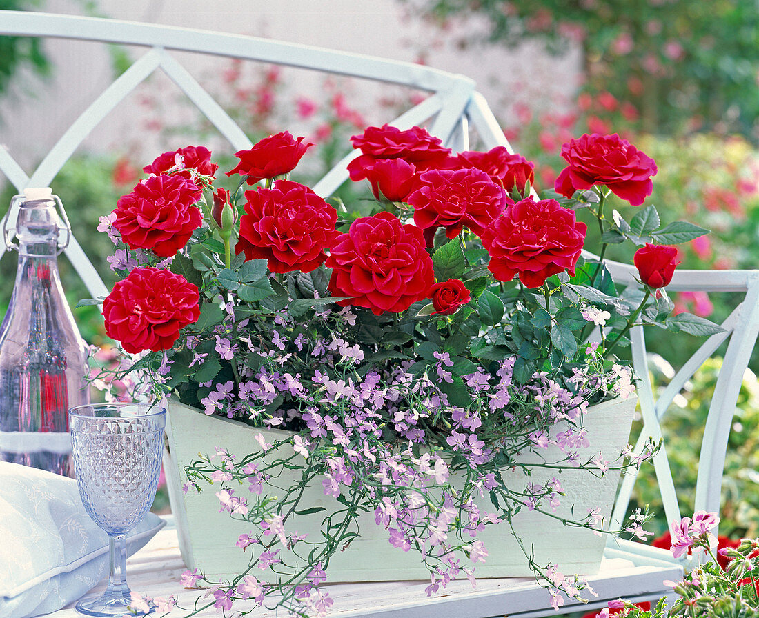 Rosa (Mini-Rose) and Lobelia Hot 'Lavender' (bird-eye)