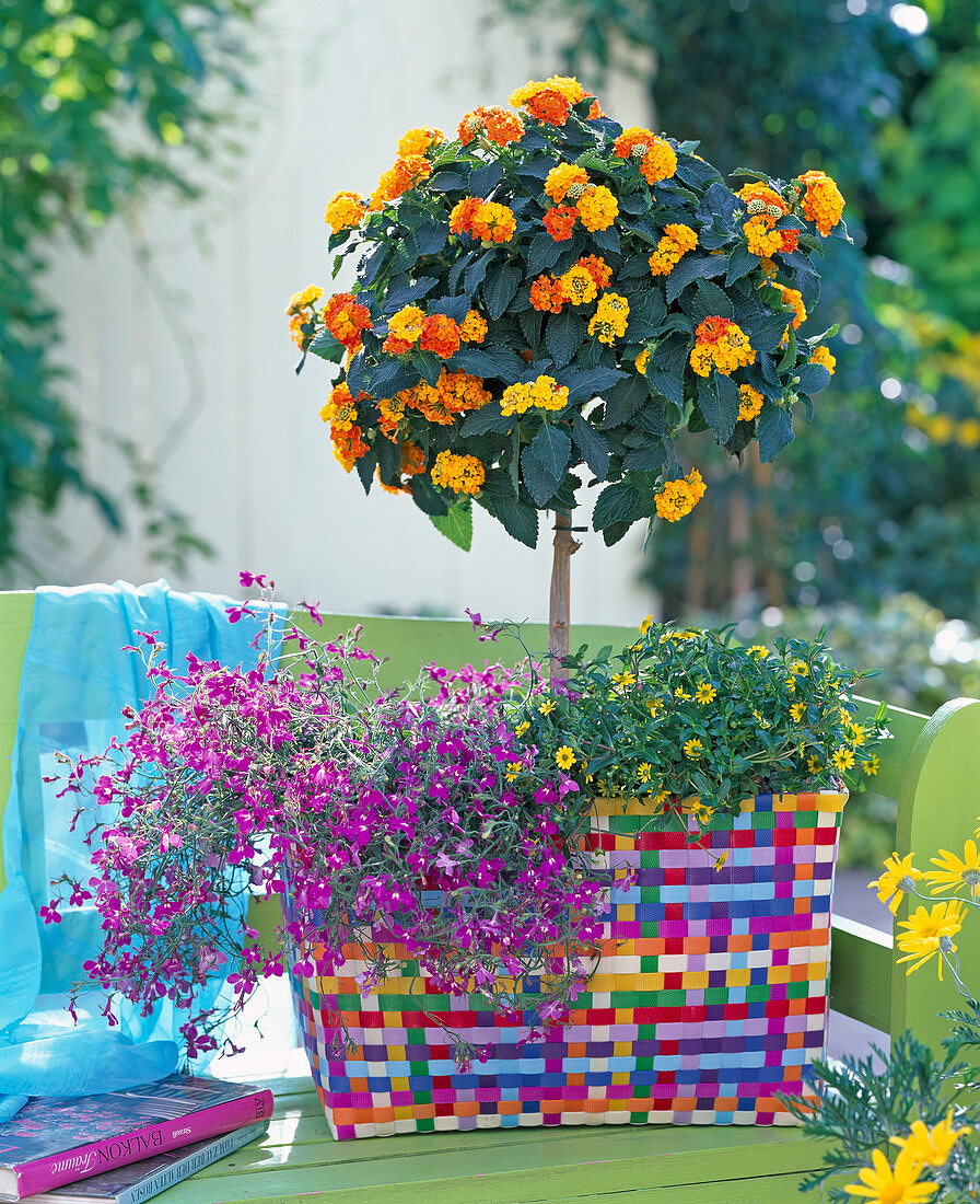 Lantana stems under planted