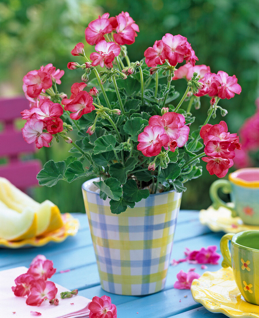 Pelargonium 'Little Lady Bicolor' (mini geranium)