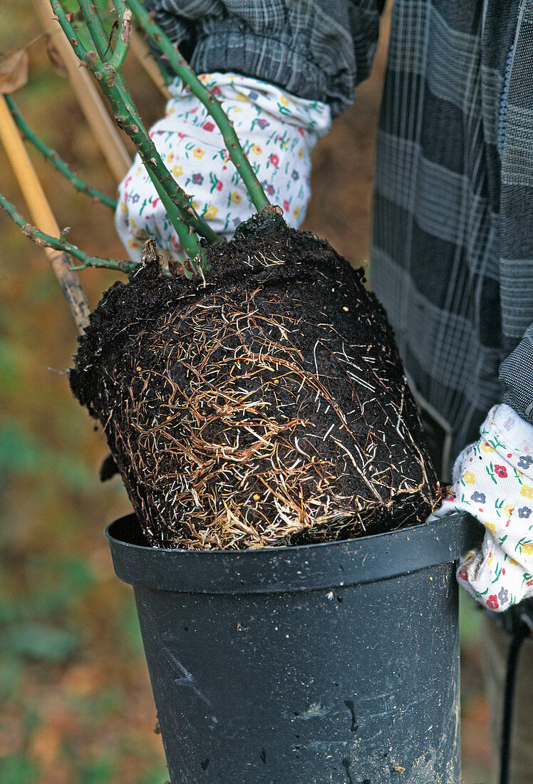 Plant container rose