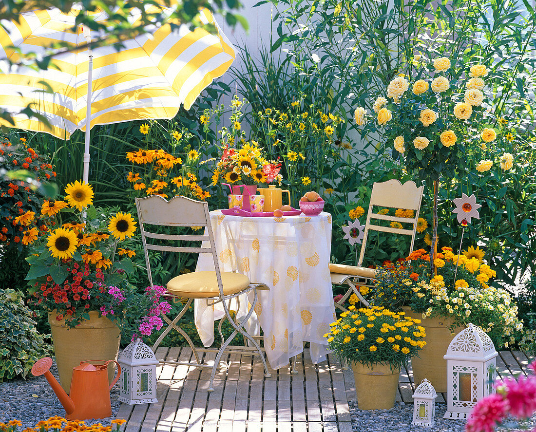 Shin Yong Earth, Helianthus (Sunflower), Rudbeckia (Sun Hat)