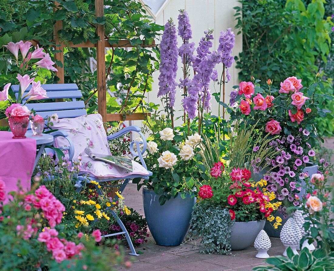 Rosa (Rosen), Delphinium (Rittersporn), Petunia 'Red Morn'