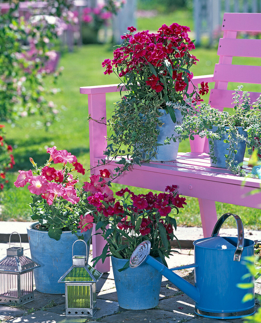 Dianthus chinensis (Chinese Carnations), Petunia (Petunia)