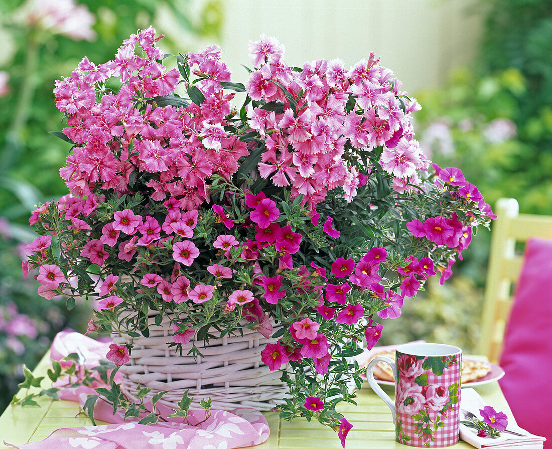 Dianthus chinensis (Chinese carnation), Calibrachoa