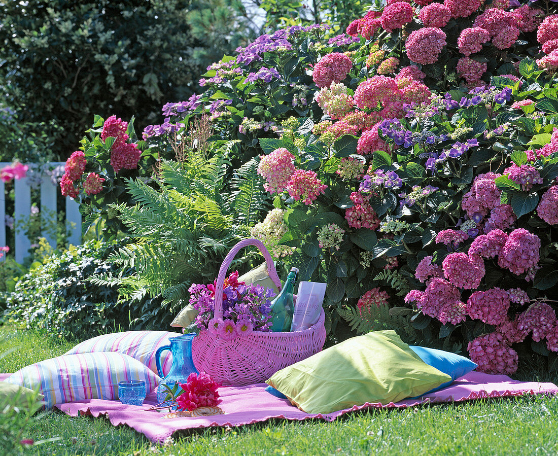 Picknickplatz vor blühenden Hydrangea (Hortensienbeet)