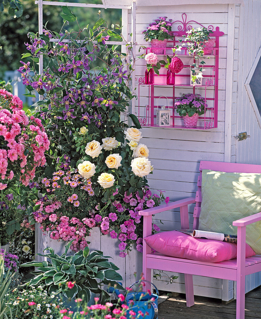 Privacy screen made of Clematis 'Juuli' (clematis), Rosa 'Ambiente'