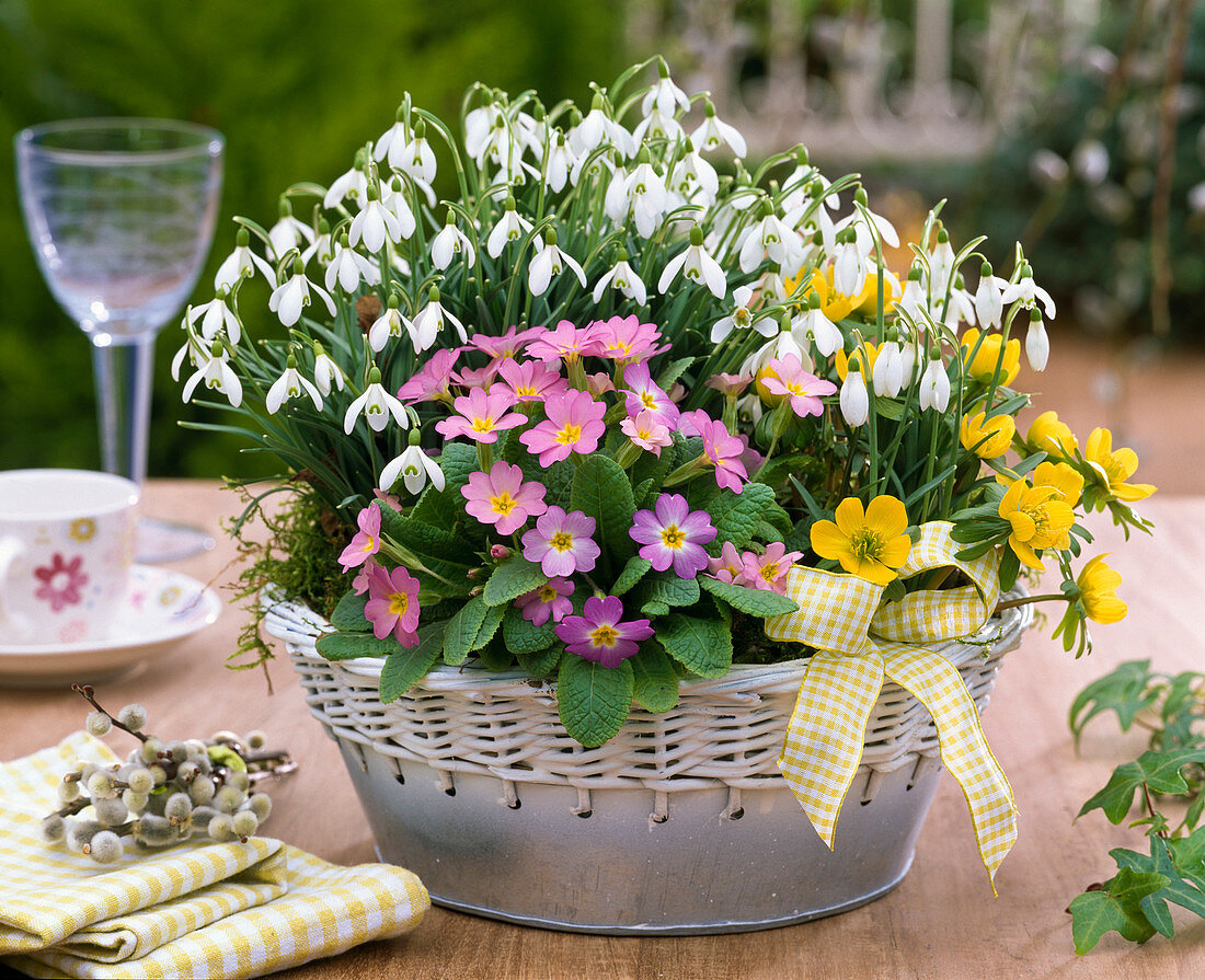 Galanthus (Snowdrop), Primula (Spring Primrose)