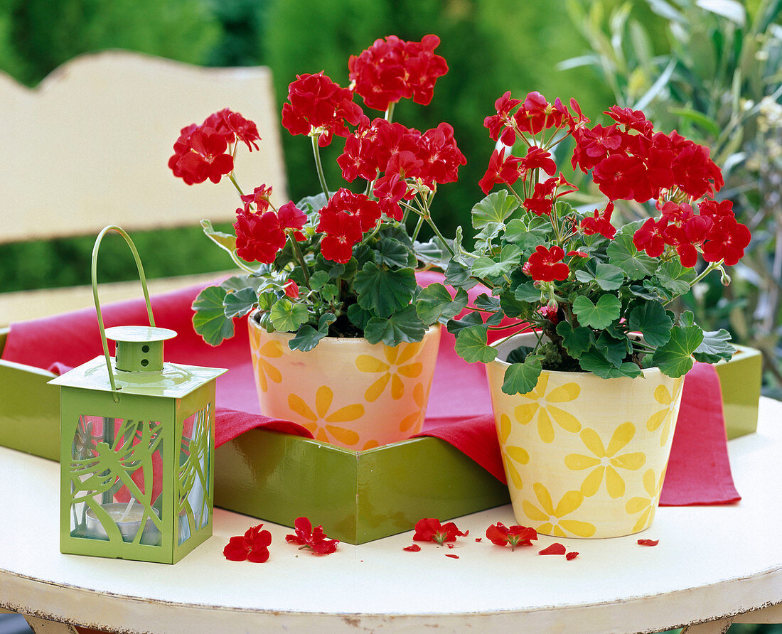 Pelargonium Little Lady 'Scarlet' (Mini Geraniums)