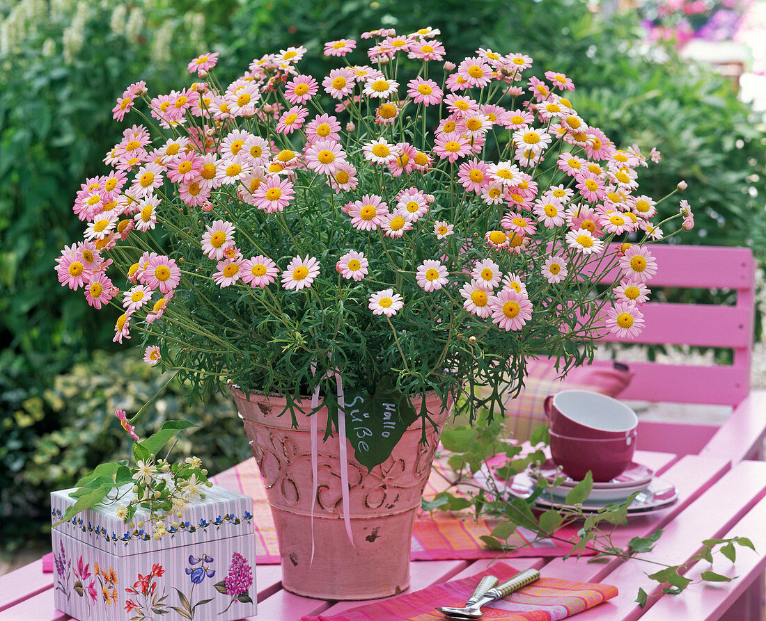 Agryanthemum (pink marguerite) as a gift