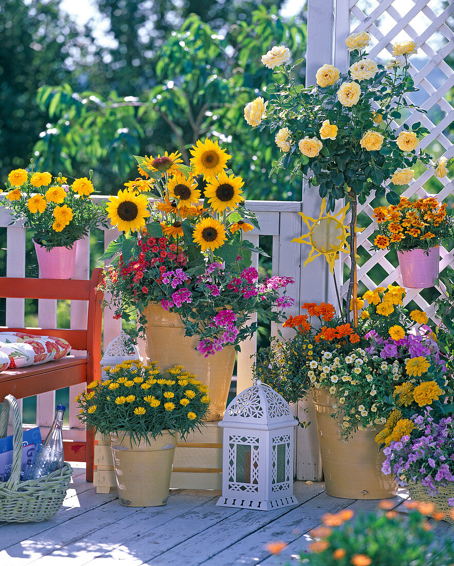 Bauerngarten balcony: Helianthus, Rosa ','