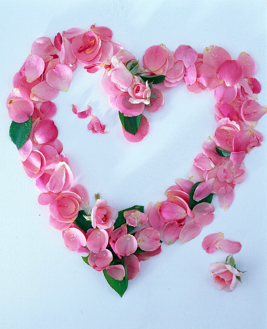 Heart of petals and leaves of Rosa (roses)