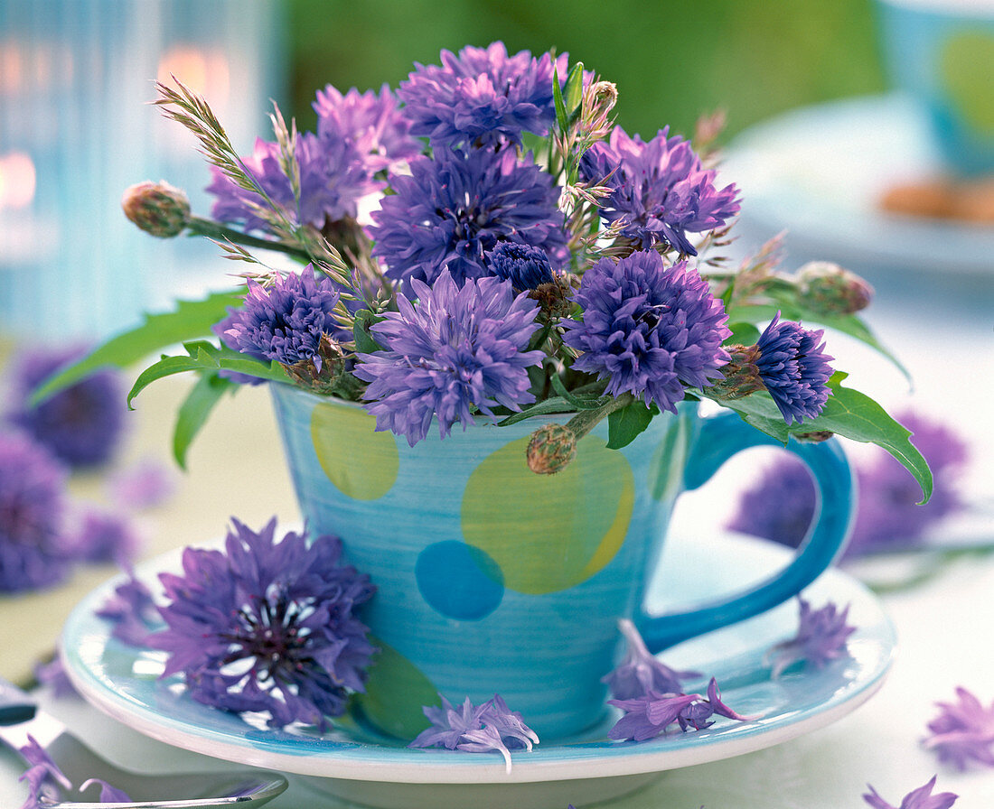 Blüten von Centaurea (Kornblumen) in blauer Espressotasse mit Punkten