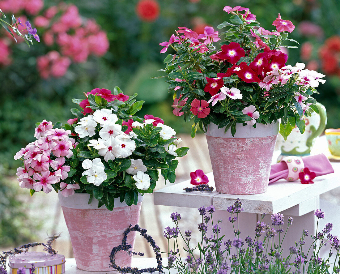 Vinca syn. Catharanthus Pazifica 'Burgundy' 'Burgundy Malo' 'Polka'