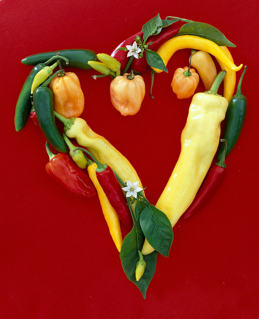 Heart of Capsicum (hot peppers and paprika) on a red background