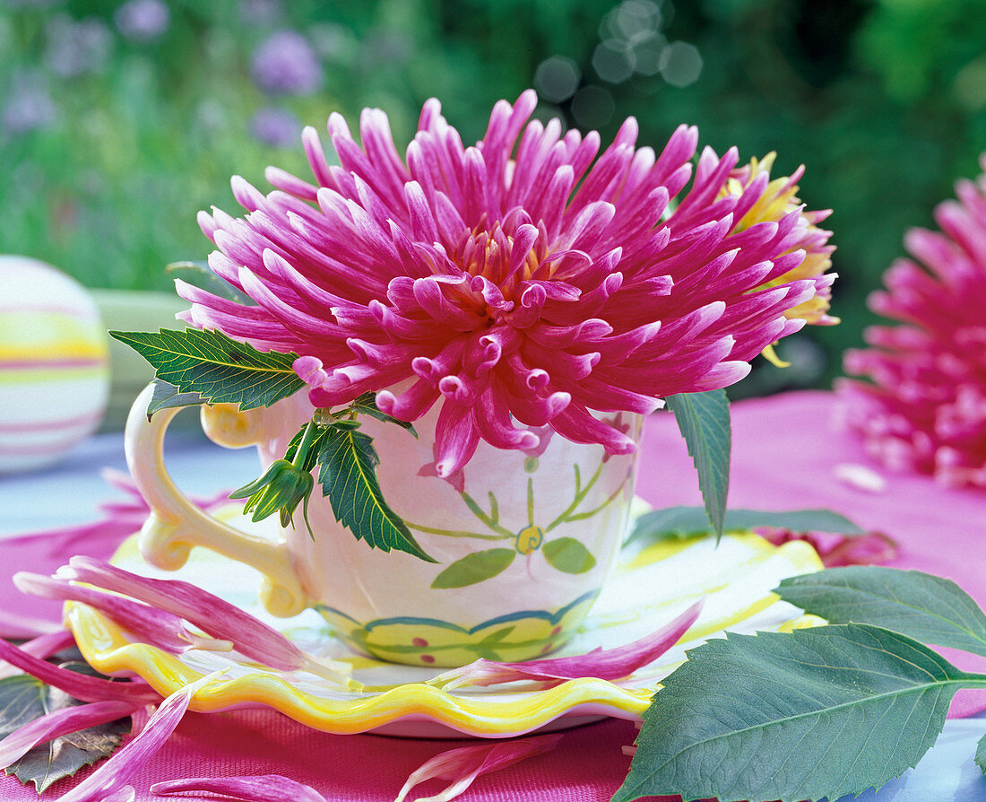 Dahlia (cactus dahlia) blossoms in painted cup, petals