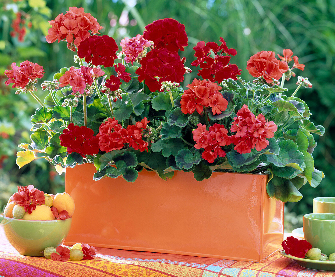 Geraniums in orange metal flower box