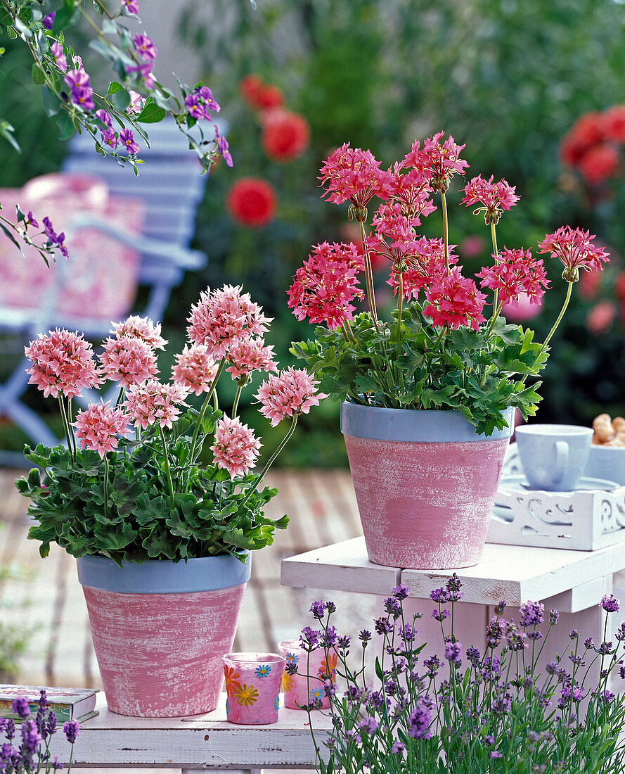 Pelargonium Summer Twist 'Rose' 'Salmon Pink'