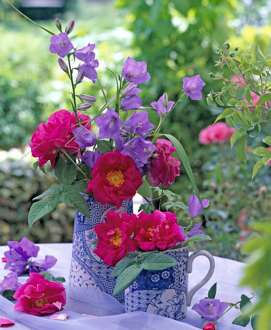 Rose gallica officinalis and Campanula persicifolia