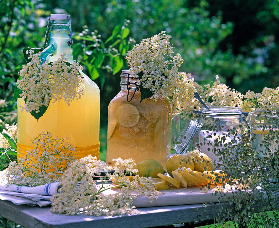 Elderberry lemonade in bottles, flowers of sambucus, citrus