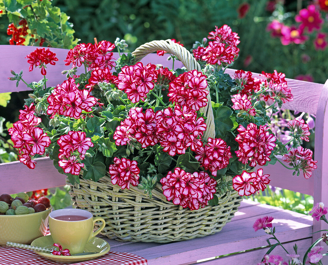 Pelargonium peltatum Lollipop (Red-White Hanging Geranium)