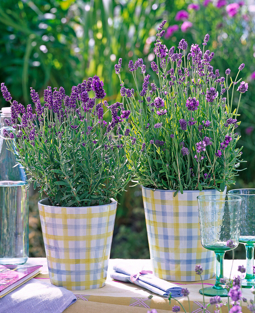 Lavandula angustifolia 'Hidcote Blue' (Lavendel)