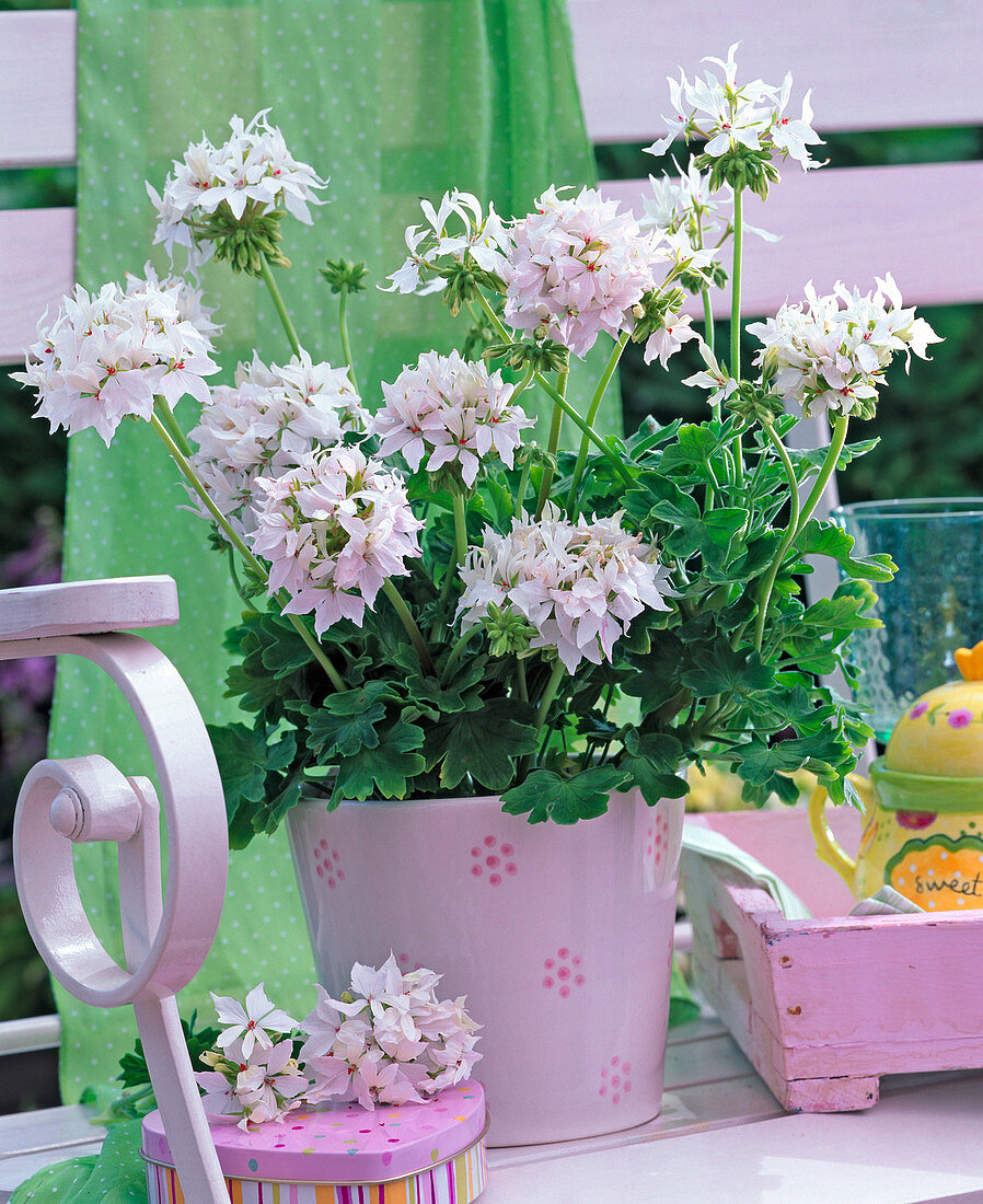 Pelargonium summer twist 'White' (stellar geranium)