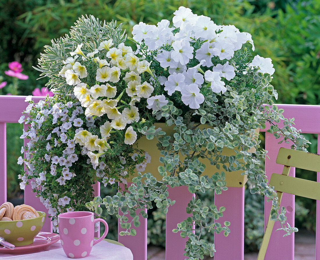 Petunia Sylvana 'White Improved', 'Vanilla' (Petunia)