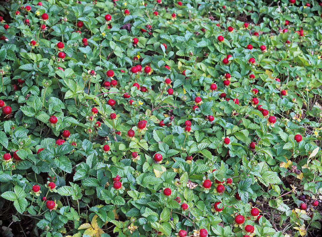 Duchesnea indica (Indische Erdbeere) als Bodendecker