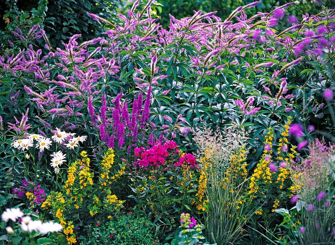 Blau-violettes Beet: Veronicastrum virginicum syn. Veronica virginica