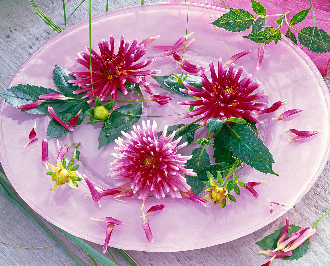 Blüten von Dahlia (Kaktusdahlien, pink mit weißen Spitzen)