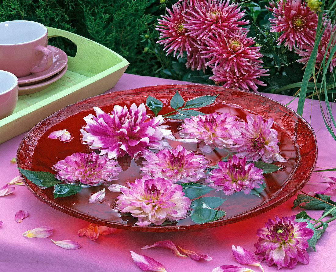 Blossoms of Dahlia (various dahlias) in flat red glass bowl
