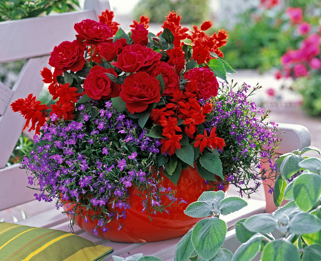 Rosa (rote Zwergrose), Salvia splendens (Feuersalbei)