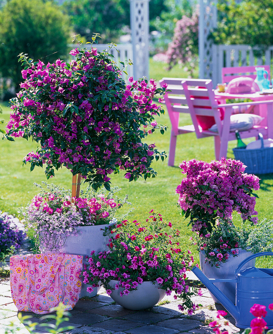 Bougainvillea-Stämmchen unterpflanzt mit Lobelia Hot