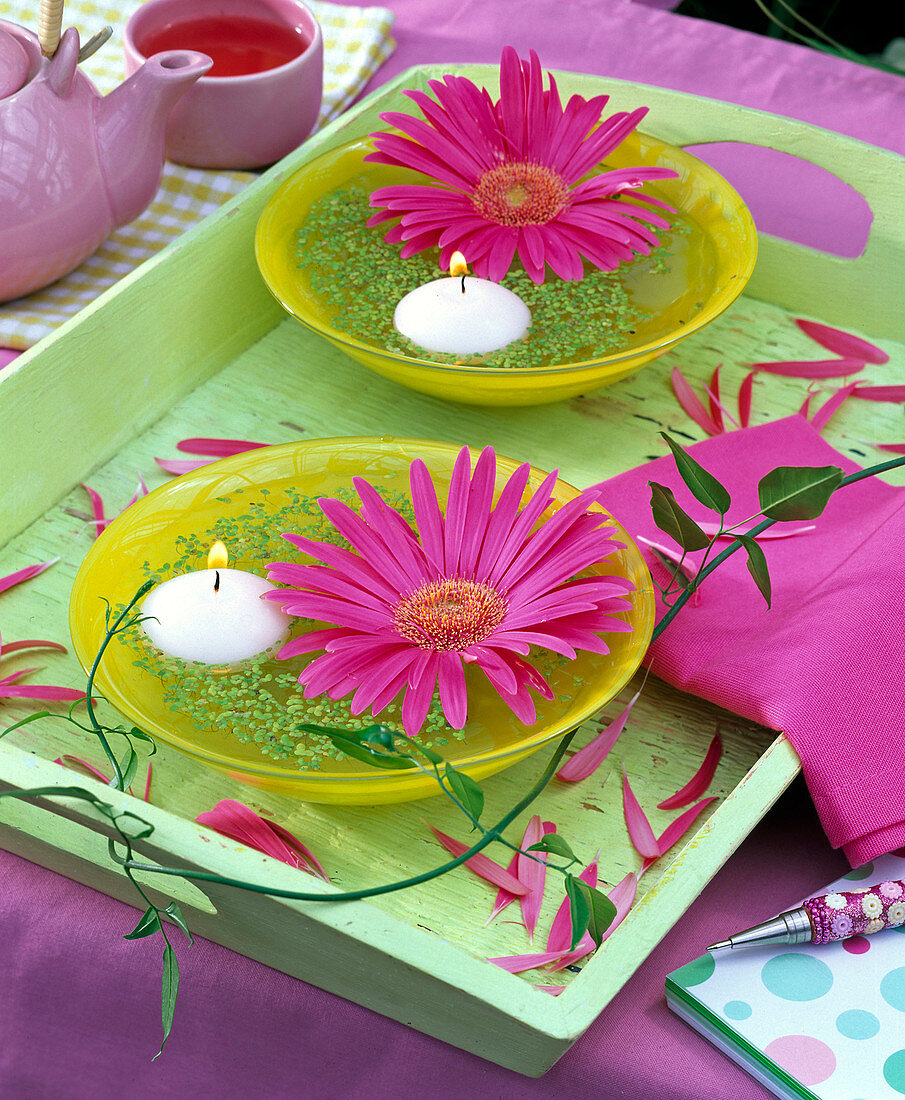 Blüte von Gerbera in gelber Schale mit Lemna (Wasserlinsen)