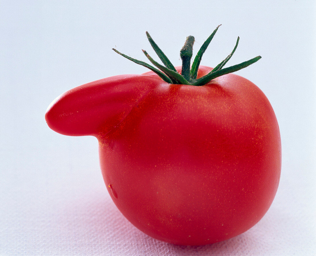 Tomate mit 'Nase'