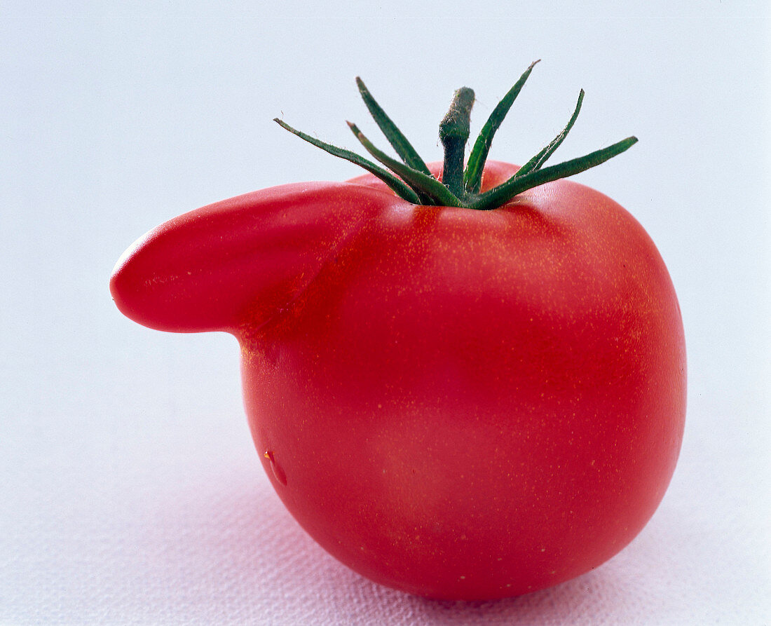 Tomato with 'Nose'
