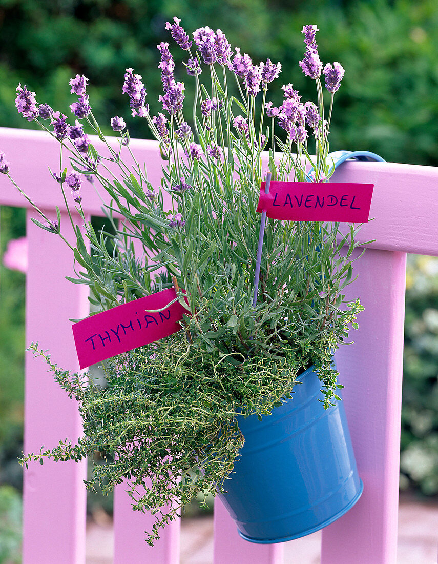 Lavandula (Lavendel) und Thymus (Thymian) in türkisem Eimer